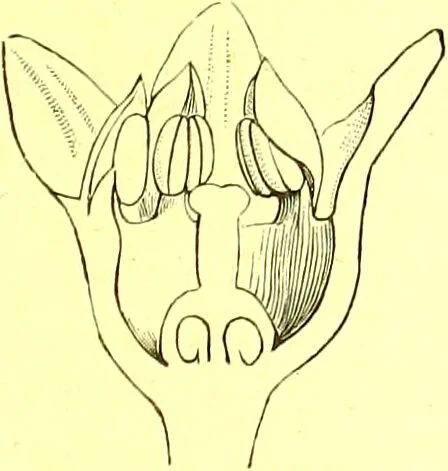 An illustration from Flore pittoresque de la France : anatomie, physiologie, classification, description des plantes indigènes et cultivées au point de vue de l'agriculture, de l'horticulture et de la sylviculture / publiée sous la direction de J. Rothschild., 1885, leaf 171