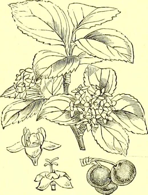 An illustration from Flore pittoresque de la France : anatomie, physiologie, classification, description des plantes indigènes et cultivées au point de vue de l'agriculture, de l'horticulture et de la sylviculture / publiée sous la direction de J. Rothschild., 1885, leaf 171