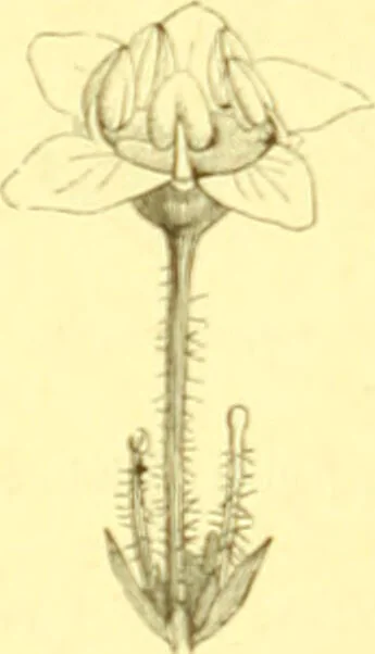 An illustration from Flore pittoresque de la France : anatomie, physiologie, classification, description des plantes indigènes et cultivées au point de vue de l'agriculture, de l'horticulture et de la sylviculture / publiée sous la direction de J. Rothschild., 1885, leaf 172