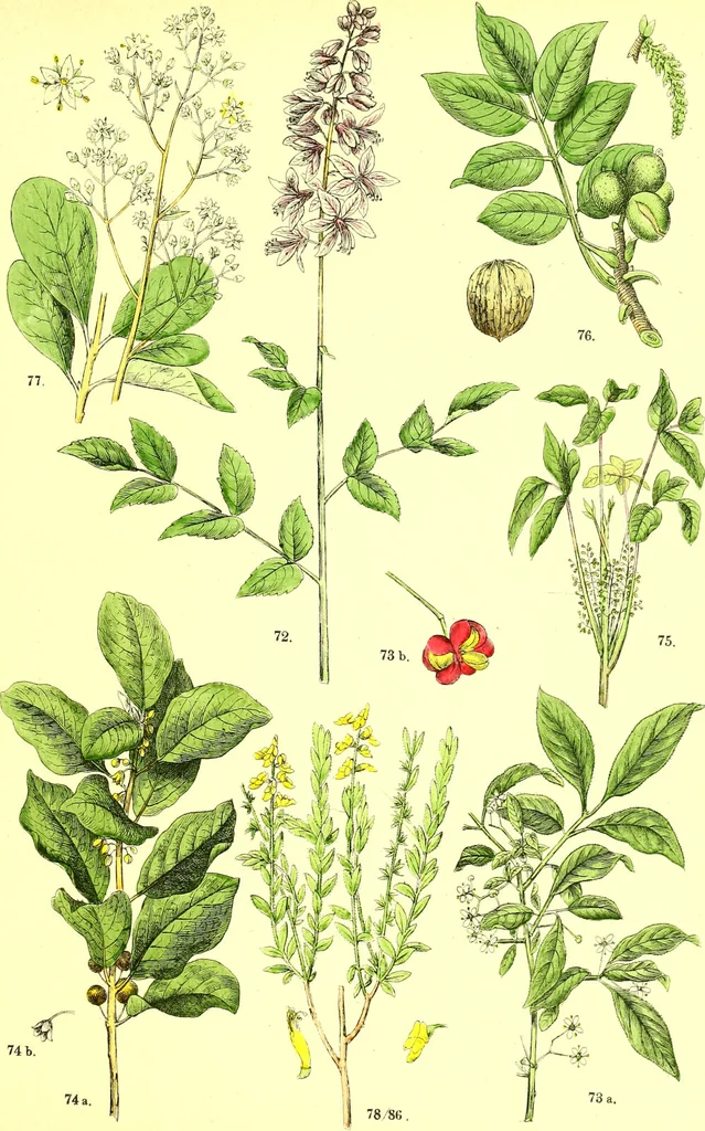 An illustration from Flore pittoresque de la France : anatomie, physiologie, classification, description des plantes indigènes et cultivées au point de vue de l'agriculture, de l'horticulture et de la sylviculture / publiée sous la direction de J. Rothschild., 1885, leaf 173