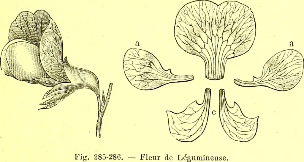 An illustration from Flore pittoresque de la France : anatomie, physiologie, classification, description des plantes indigènes et cultivées au point de vue de l'agriculture, de l'horticulture et de la sylviculture / publiée sous la direction de J. Rothschild., 1885, leaf 175