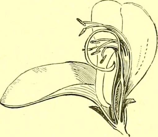An illustration from Flore pittoresque de la France : anatomie, physiologie, classification, description des plantes indigènes et cultivées au point de vue de l'agriculture, de l'horticulture et de la sylviculture / publiée sous la direction de J. Rothschild., 1885, leaf 175