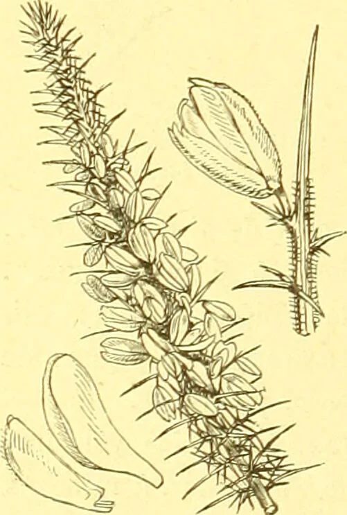 An illustration from Flore pittoresque de la France : anatomie, physiologie, classification, description des plantes indigènes et cultivées au point de vue de l'agriculture, de l'horticulture et de la sylviculture / publiée sous la direction de J. Rothschild., 1885, leaf 176