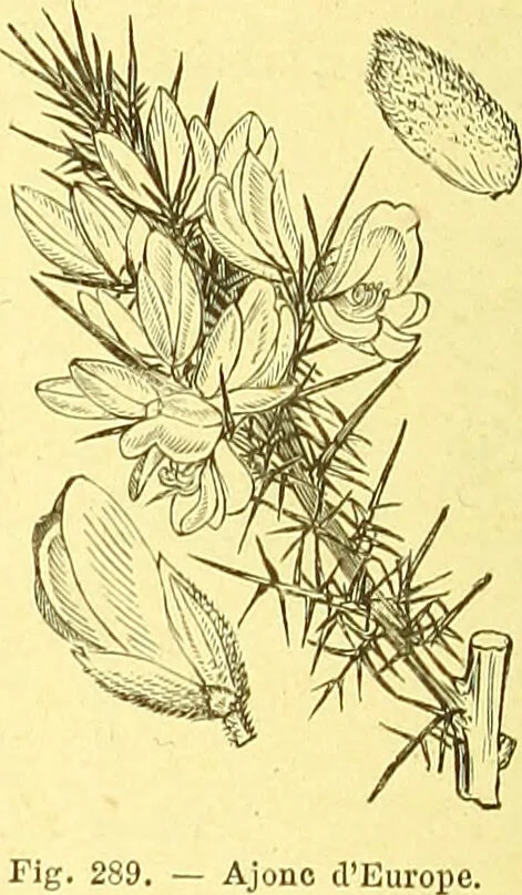 An illustration from Flore pittoresque de la France : anatomie, physiologie, classification, description des plantes indigènes et cultivées au point de vue de l'agriculture, de l'horticulture et de la sylviculture / publiée sous la direction de J. Rothschild., 1885, leaf 176