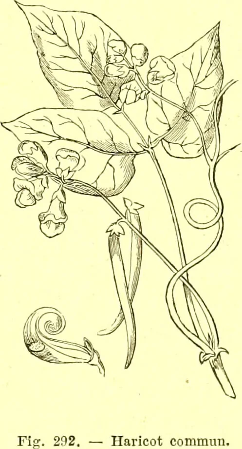 An illustration from Flore pittoresque de la France : anatomie, physiologie, classification, description des plantes indigènes et cultivées au point de vue de l'agriculture, de l'horticulture et de la sylviculture / publiée sous la direction de J. Rothschild., 1885, leaf 179
