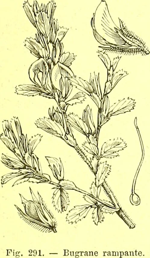 An illustration from Flore pittoresque de la France : anatomie, physiologie, classification, description des plantes indigènes et cultivées au point de vue de l'agriculture, de l'horticulture et de la sylviculture / publiée sous la direction de J. Rothschild., 1885, leaf 179