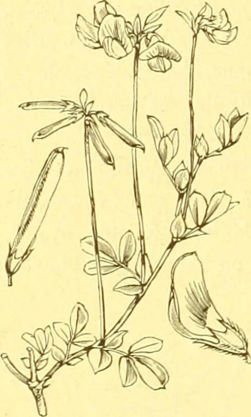 An illustration from Flore pittoresque de la France : anatomie, physiologie, classification, description des plantes indigènes et cultivées au point de vue de l'agriculture, de l'horticulture et de la sylviculture / publiée sous la direction de J. Rothschild., 1885, leaf 180