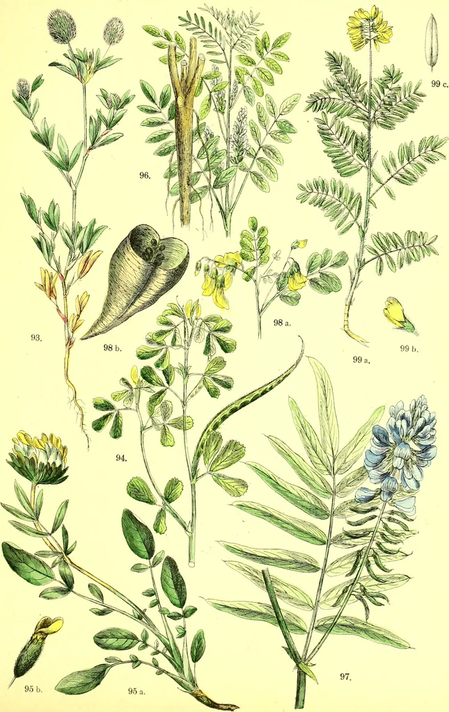 An illustration from Flore pittoresque de la France : anatomie, physiologie, classification, description des plantes indigènes et cultivées au point de vue de l'agriculture, de l'horticulture et de la sylviculture / publiée sous la direction de J. Rothschild., 1885, leaf 181