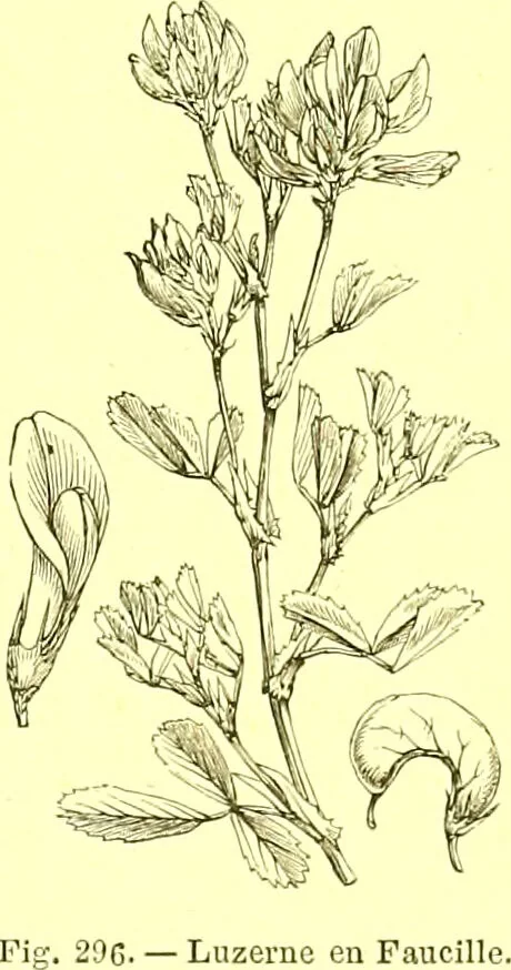 An illustration from Flore pittoresque de la France : anatomie, physiologie, classification, description des plantes indigènes et cultivées au point de vue de l'agriculture, de l'horticulture et de la sylviculture / publiée sous la direction de J. Rothschild., 1885, leaf 183