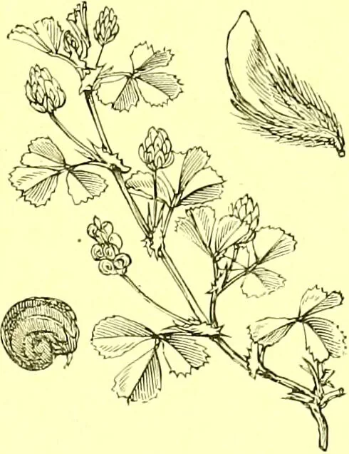 An illustration from Flore pittoresque de la France : anatomie, physiologie, classification, description des plantes indigènes et cultivées au point de vue de l'agriculture, de l'horticulture et de la sylviculture / publiée sous la direction de J. Rothschild., 1885, leaf 183