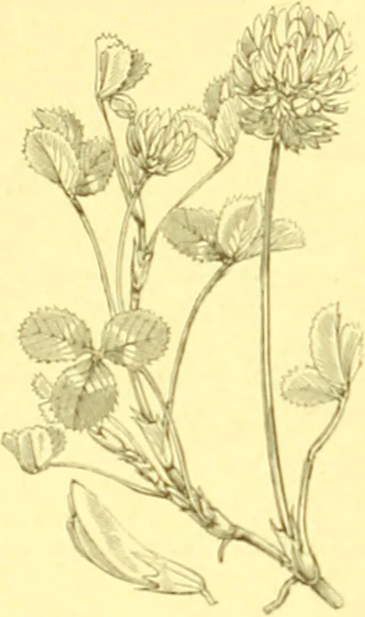 An illustration from Flore pittoresque de la France : anatomie, physiologie, classification, description des plantes indigènes et cultivées au point de vue de l'agriculture, de l'horticulture et de la sylviculture / publiée sous la direction de J. Rothschild., 1885, leaf 184