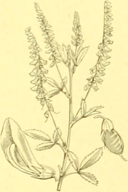 An illustration from Flore pittoresque de la France : anatomie, physiologie, classification, description des plantes indigènes et cultivées au point de vue de l'agriculture, de l'horticulture et de la sylviculture / publiée sous la direction de J. Rothschild., 1885, leaf 184