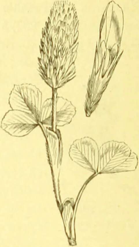 An illustration from Flore pittoresque de la France : anatomie, physiologie, classification, description des plantes indigènes et cultivées au point de vue de l'agriculture, de l'horticulture et de la sylviculture / publiée sous la direction de J. Rothschild., 1885, leaf 184