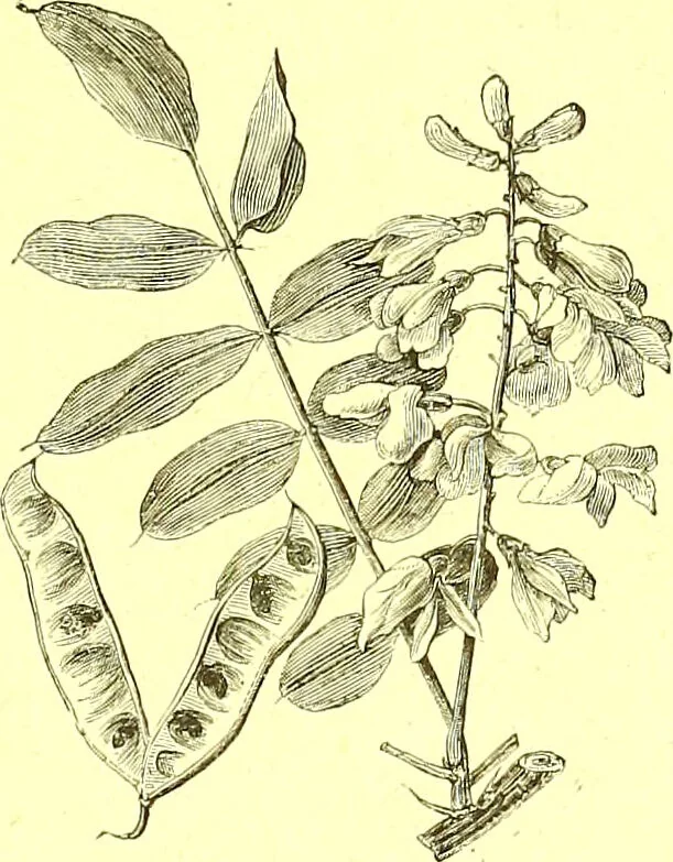An illustration from Flore pittoresque de la France : anatomie, physiologie, classification, description des plantes indigènes et cultivées au point de vue de l'agriculture, de l'horticulture et de la sylviculture / publiée sous la direction de J. Rothschild., 1885, leaf 185
