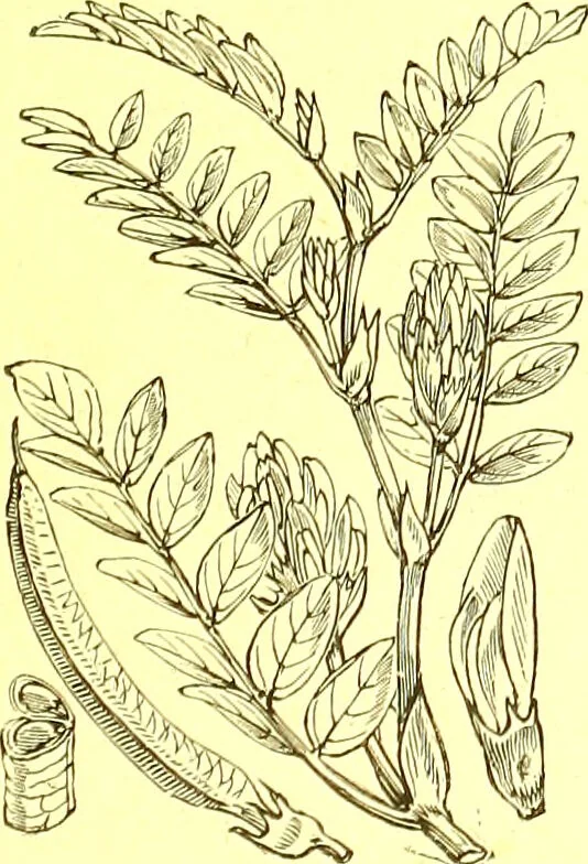 An illustration from Flore pittoresque de la France : anatomie, physiologie, classification, description des plantes indigènes et cultivées au point de vue de l'agriculture, de l'horticulture et de la sylviculture / publiée sous la direction de J. Rothschild., 1885, leaf 185