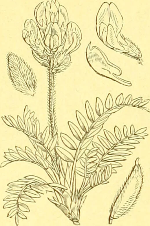 An illustration from Flore pittoresque de la France : anatomie, physiologie, classification, description des plantes indigènes et cultivées au point de vue de l'agriculture, de l'horticulture et de la sylviculture / publiée sous la direction de J. Rothschild., 1885, leaf 186