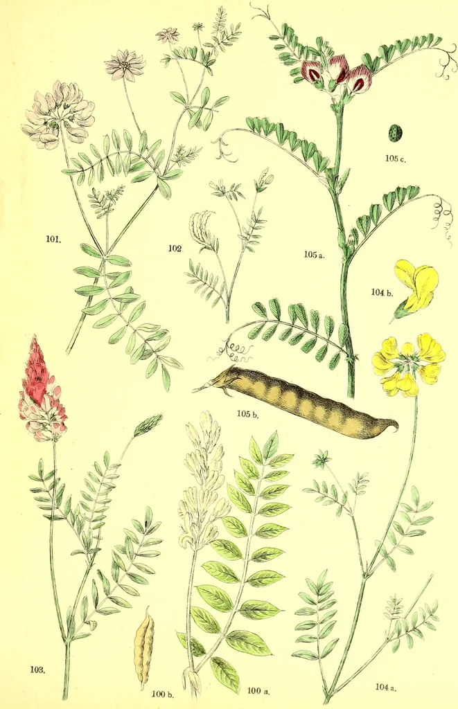 An illustration from Flore pittoresque de la France : anatomie, physiologie, classification, description des plantes indigènes et cultivées au point de vue de l'agriculture, de l'horticulture et de la sylviculture / publiée sous la direction de J. Rothschild., 1885, leaf 187