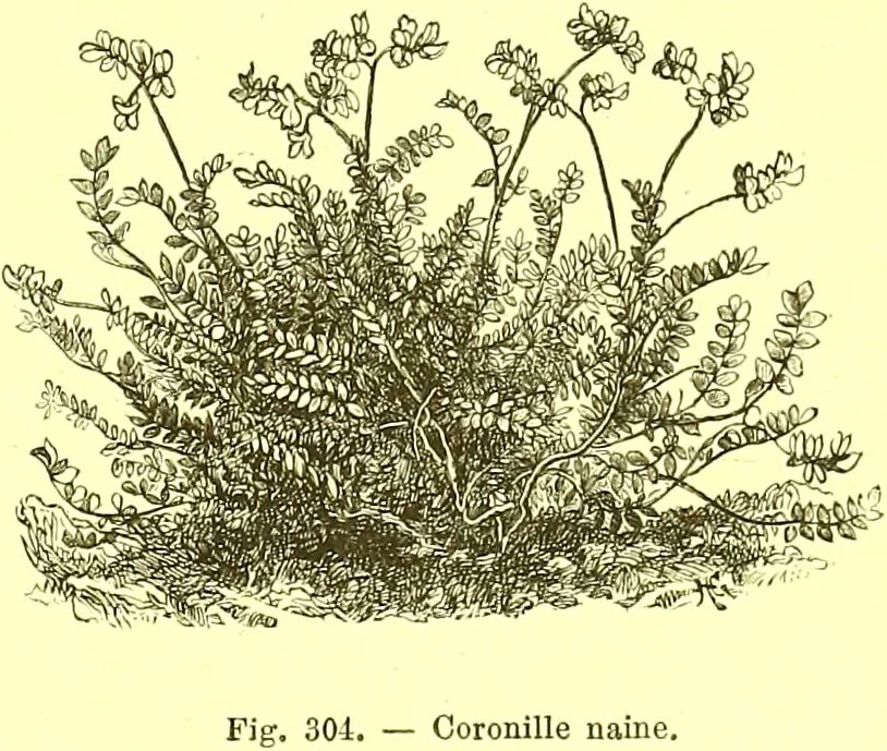 An illustration from Flore pittoresque de la France : anatomie, physiologie, classification, description des plantes indigènes et cultivées au point de vue de l'agriculture, de l'horticulture et de la sylviculture / publiée sous la direction de J. Rothschild., 1885, leaf 189