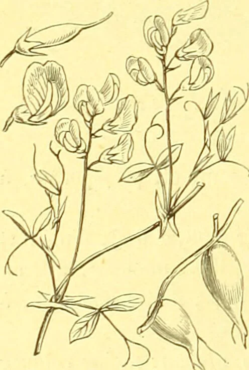 An illustration from Flore pittoresque de la France : anatomie, physiologie, classification, description des plantes indigènes et cultivées au point de vue de l'agriculture, de l'horticulture et de la sylviculture / publiée sous la direction de J. Rothschild., 1885, leaf 190