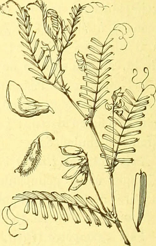 An illustration from Flore pittoresque de la France : anatomie, physiologie, classification, description des plantes indigènes et cultivées au point de vue de l'agriculture, de l'horticulture et de la sylviculture / publiée sous la direction de J. Rothschild., 1885, leaf 190
