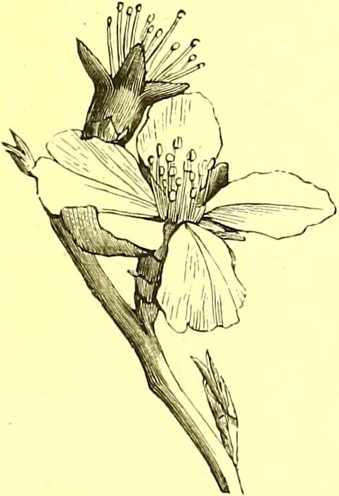 An illustration from Flore pittoresque de la France : anatomie, physiologie, classification, description des plantes indigènes et cultivées au point de vue de l'agriculture, de l'horticulture et de la sylviculture / publiée sous la direction de J. Rothschild., 1885, leaf 193