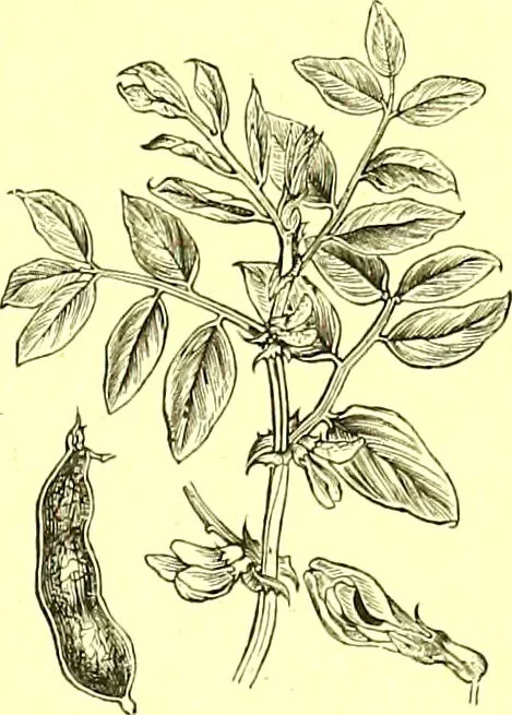 An illustration from Flore pittoresque de la France : anatomie, physiologie, classification, description des plantes indigènes et cultivées au point de vue de l'agriculture, de l'horticulture et de la sylviculture / publiée sous la direction de J. Rothschild., 1885, leaf 193
