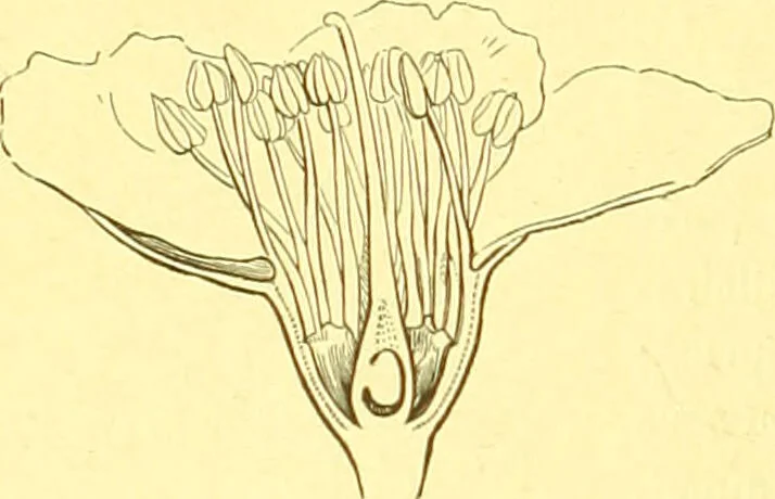An illustration from Flore pittoresque de la France : anatomie, physiologie, classification, description des plantes indigènes et cultivées au point de vue de l'agriculture, de l'horticulture et de la sylviculture / publiée sous la direction de J. Rothschild., 1885, leaf 194