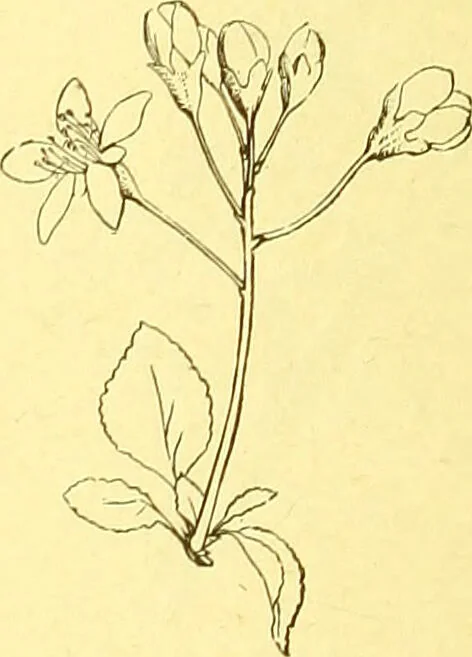 An illustration from Flore pittoresque de la France : anatomie, physiologie, classification, description des plantes indigènes et cultivées au point de vue de l'agriculture, de l'horticulture et de la sylviculture / publiée sous la direction de J. Rothschild., 1885, leaf 194