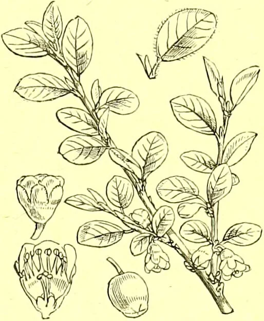 An illustration from Flore pittoresque de la France : anatomie, physiologie, classification, description des plantes indigènes et cultivées au point de vue de l'agriculture, de l'horticulture et de la sylviculture / publiée sous la direction de J. Rothschild., 1885, leaf 197