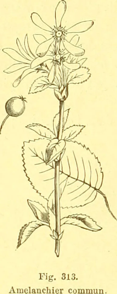 An illustration from Flore pittoresque de la France : anatomie, physiologie, classification, description des plantes indigènes et cultivées au point de vue de l'agriculture, de l'horticulture et de la sylviculture / publiée sous la direction de J. Rothschild., 1885, leaf 198
