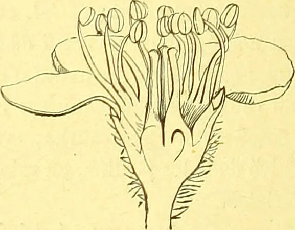An illustration from Flore pittoresque de la France : anatomie, physiologie, classification, description des plantes indigènes et cultivées au point de vue de l'agriculture, de l'horticulture et de la sylviculture / publiée sous la direction de J. Rothschild., 1885, leaf 198