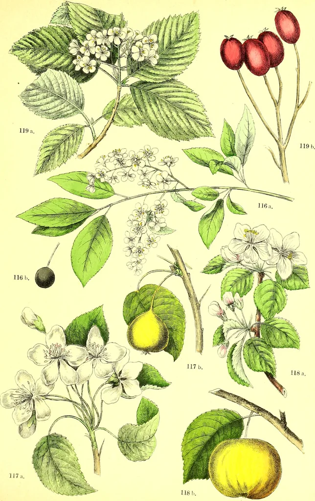 An illustration from Flore pittoresque de la France : anatomie, physiologie, classification, description des plantes indigènes et cultivées au point de vue de l'agriculture, de l'horticulture et de la sylviculture / publiée sous la direction de J. Rothschild., 1885, leaf 199