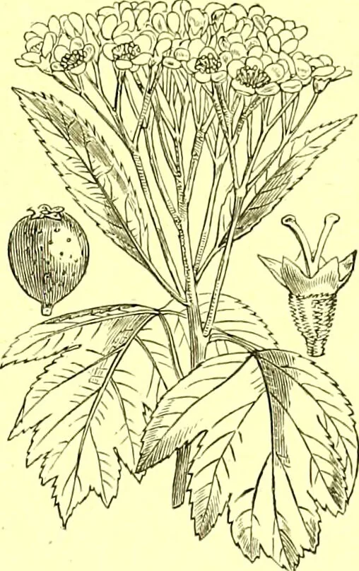 An illustration from Flore pittoresque de la France : anatomie, physiologie, classification, description des plantes indigènes et cultivées au point de vue de l'agriculture, de l'horticulture et de la sylviculture / publiée sous la direction de J. Rothschild., 1885, leaf 201