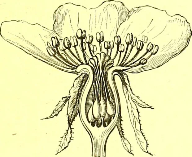 An illustration from Flore pittoresque de la France : anatomie, physiologie, classification, description des plantes indigènes et cultivées au point de vue de l'agriculture, de l'horticulture et de la sylviculture / publiée sous la direction de J. Rothschild., 1885, leaf 201