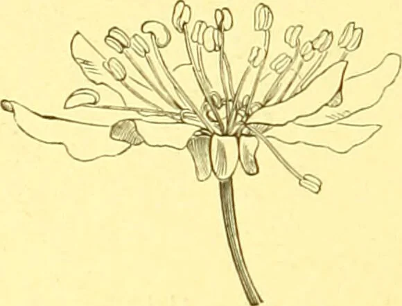 An illustration from Flore pittoresque de la France : anatomie, physiologie, classification, description des plantes indigènes et cultivées au point de vue de l'agriculture, de l'horticulture et de la sylviculture / publiée sous la direction de J. Rothschild., 1885, leaf 202