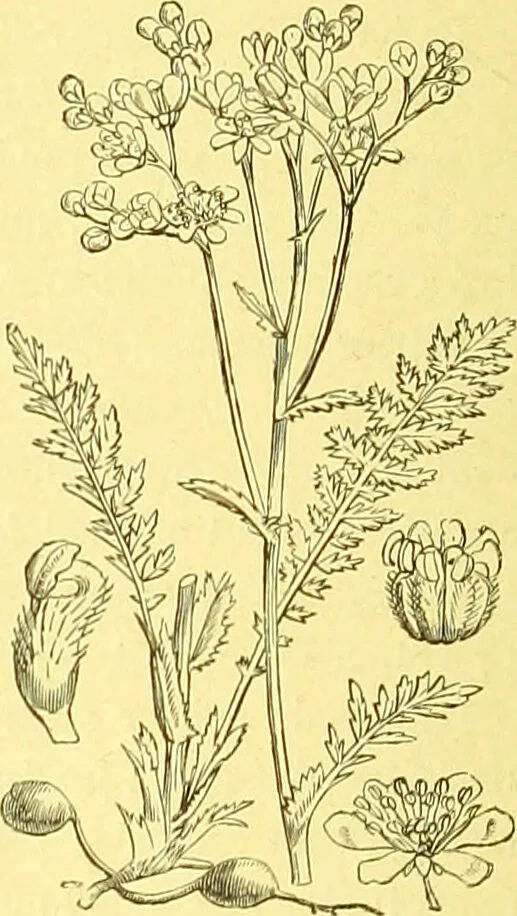 An illustration from Flore pittoresque de la France : anatomie, physiologie, classification, description des plantes indigènes et cultivées au point de vue de l'agriculture, de l'horticulture et de la sylviculture / publiée sous la direction de J. Rothschild., 1885, leaf 202