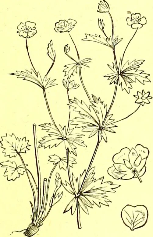 An illustration from Flore pittoresque de la France : anatomie, physiologie, classification, description des plantes indigènes et cultivées au point de vue de l'agriculture, de l'horticulture et de la sylviculture / publiée sous la direction de J. Rothschild., 1885, leaf 205