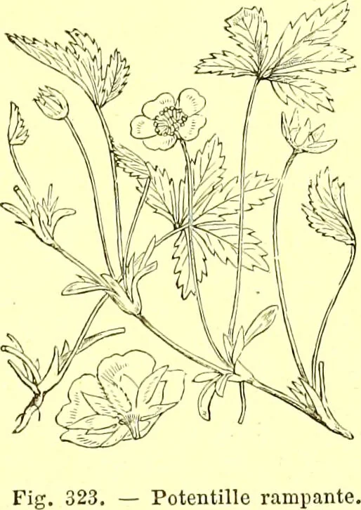 An illustration from Flore pittoresque de la France : anatomie, physiologie, classification, description des plantes indigènes et cultivées au point de vue de l'agriculture, de l'horticulture et de la sylviculture / publiée sous la direction de J. Rothschild., 1885, leaf 205