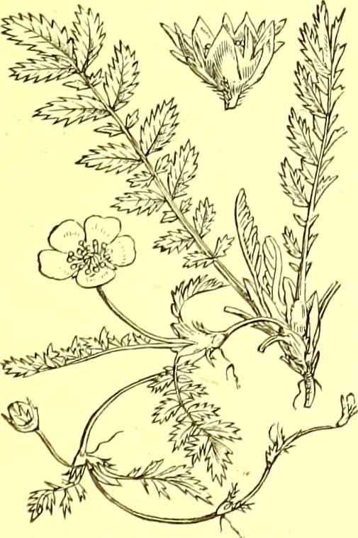 An illustration from Flore pittoresque de la France : anatomie, physiologie, classification, description des plantes indigènes et cultivées au point de vue de l'agriculture, de l'horticulture et de la sylviculture / publiée sous la direction de J. Rothschild., 1885, leaf 205
