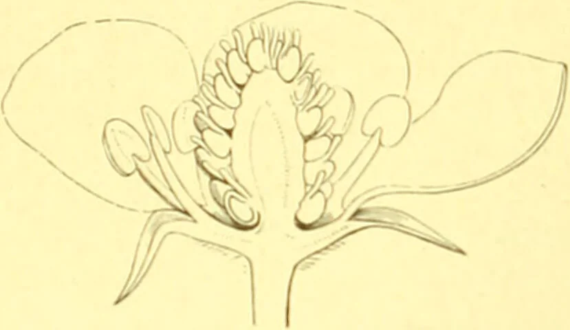 An illustration from Flore pittoresque de la France : anatomie, physiologie, classification, description des plantes indigènes et cultivées au point de vue de l'agriculture, de l'horticulture et de la sylviculture / publiée sous la direction de J. Rothschild., 1885, leaf 206