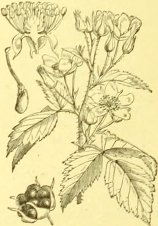 An illustration from Flore pittoresque de la France : anatomie, physiologie, classification, description des plantes indigènes et cultivées au point de vue de l'agriculture, de l'horticulture et de la sylviculture / publiée sous la direction de J. Rothschild., 1885, leaf 206