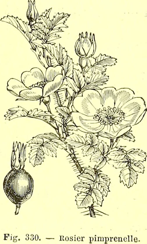 An illustration from Flore pittoresque de la France : anatomie, physiologie, classification, description des plantes indigènes et cultivées au point de vue de l'agriculture, de l'horticulture et de la sylviculture / publiée sous la direction de J. Rothschild., 1885, leaf 209