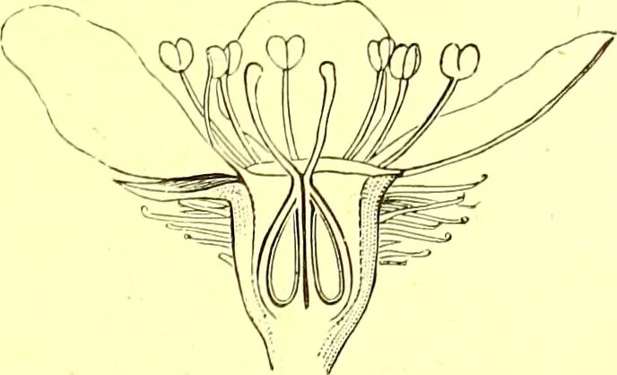 An illustration from Flore pittoresque de la France : anatomie, physiologie, classification, description des plantes indigènes et cultivées au point de vue de l'agriculture, de l'horticulture et de la sylviculture / publiée sous la direction de J. Rothschild., 1885, leaf 209