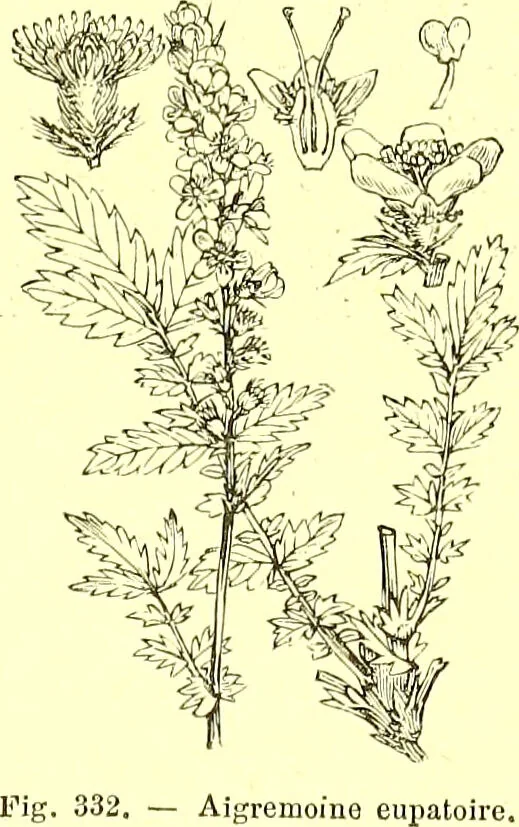 An illustration from Flore pittoresque de la France : anatomie, physiologie, classification, description des plantes indigènes et cultivées au point de vue de l'agriculture, de l'horticulture et de la sylviculture / publiée sous la direction de J. Rothschild., 1885, leaf 209