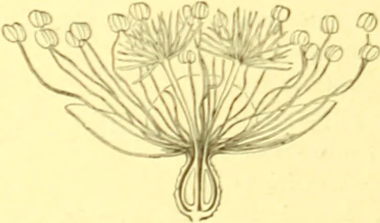 An illustration from Flore pittoresque de la France : anatomie, physiologie, classification, description des plantes indigènes et cultivées au point de vue de l'agriculture, de l'horticulture et de la sylviculture / publiée sous la direction de J. Rothschild., 1885, leaf 210
