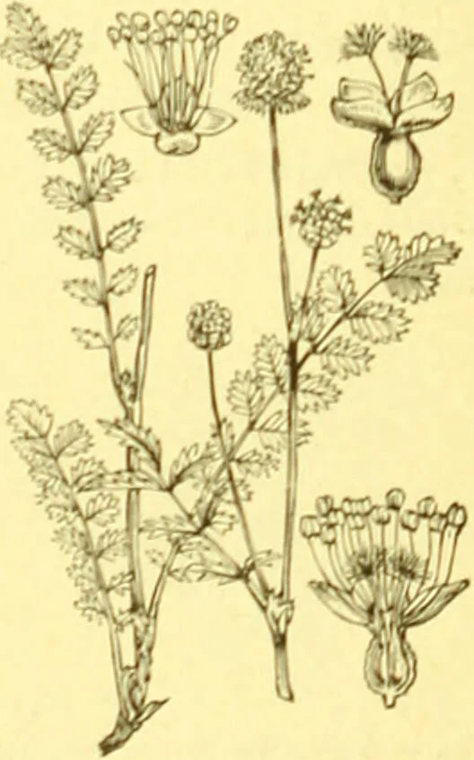 An illustration from Flore pittoresque de la France : anatomie, physiologie, classification, description des plantes indigènes et cultivées au point de vue de l'agriculture, de l'horticulture et de la sylviculture / publiée sous la direction de J. Rothschild., 1885, leaf 210