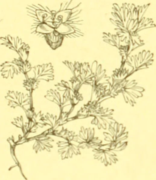 An illustration from Flore pittoresque de la France : anatomie, physiologie, classification, description des plantes indigènes et cultivées au point de vue de l'agriculture, de l'horticulture et de la sylviculture / publiée sous la direction de J. Rothschild., 1885, leaf 210