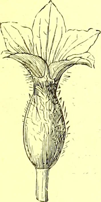 An illustration from Flore pittoresque de la France : anatomie, physiologie, classification, description des plantes indigènes et cultivées au point de vue de l'agriculture, de l'horticulture et de la sylviculture / publiée sous la direction de J. Rothschild., 1885, leaf 213