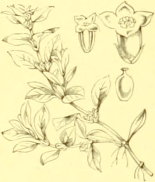 An illustration from Flore pittoresque de la France : anatomie, physiologie, classification, description des plantes indigènes et cultivées au point de vue de l'agriculture, de l'horticulture et de la sylviculture / publiée sous la direction de J. Rothschild., 1885, leaf 214