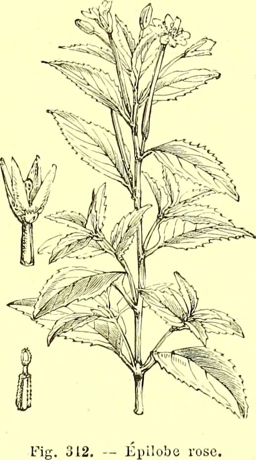 An illustration from Flore pittoresque de la France : anatomie, physiologie, classification, description des plantes indigènes et cultivées au point de vue de l'agriculture, de l'horticulture et de la sylviculture / publiée sous la direction de J. Rothschild., 1885, leaf 217